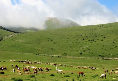 Cows grazing on field against sky