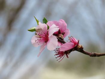 Close-up of pink cherry blossoms in spring