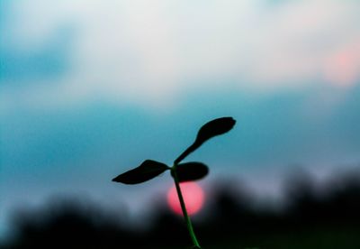 Close-up of flower against sky