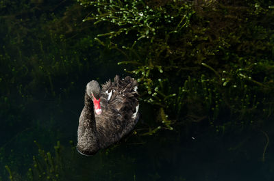 Close-up of black swan in lake