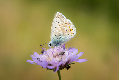 Close-up of butterfly pollinating on purple flower