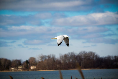 Bird flying over lake against sky