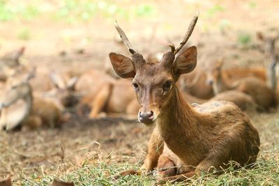 Portrait of deer on field