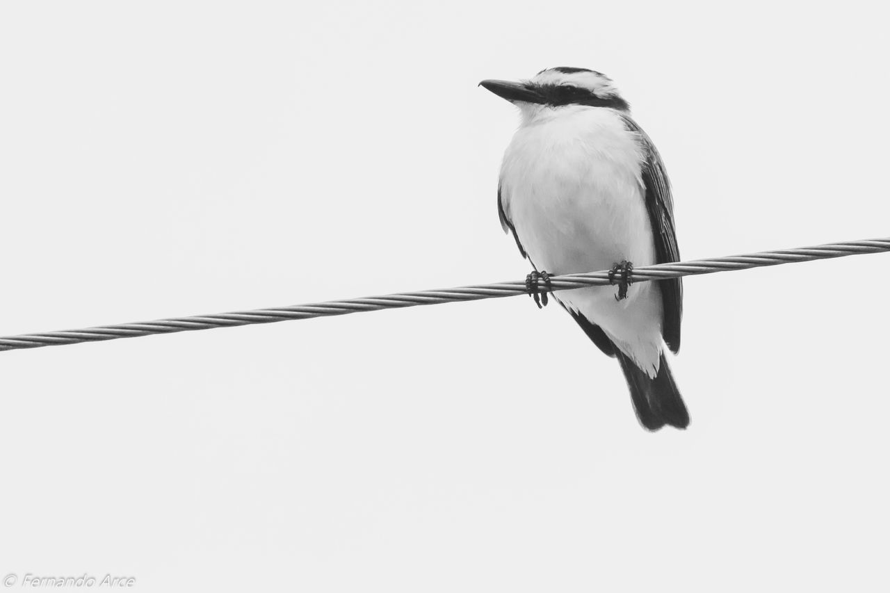 BIRD PERCHING ON CABLE AGAINST CLEAR SKY