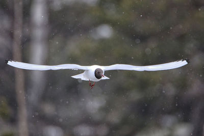 Bird flying over snow