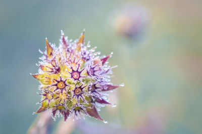 Close-up of red flowering plant