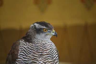 Close-up of falcon looking away