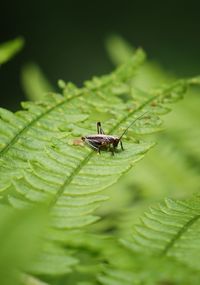 Close-up of insect on leaf