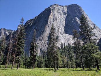 Scenic view of trees against clear sky