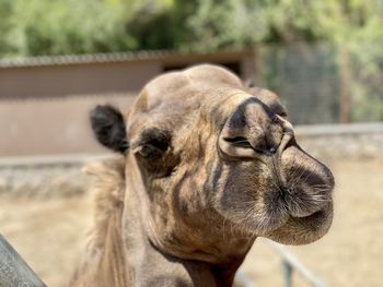 Close-up of camel