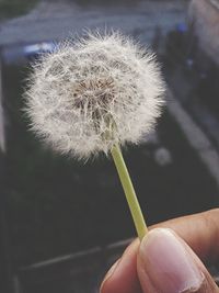 Close-up of cropped hand holding dandelion