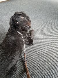 Close-up of dog