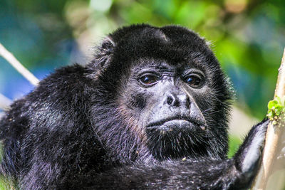 Close-up portrait of a monkey