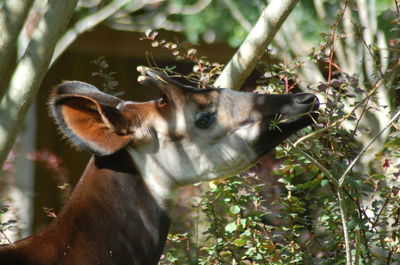 Close-up of horse on tree