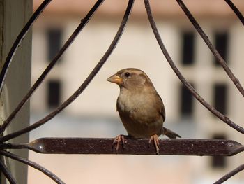 Close-up of bird perching on railing