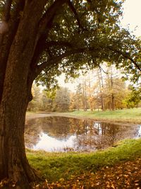 Reflection of trees in lake