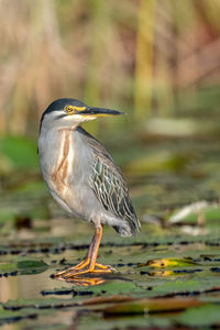 Bird perching on a water