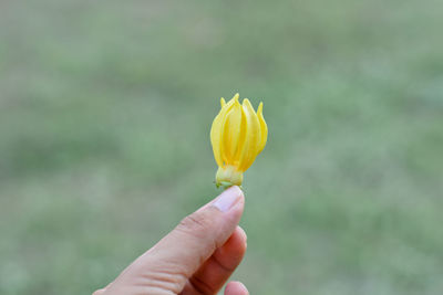 Close-up of hand holding yellow flower