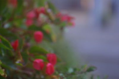 Close-up of flowers against blurred background