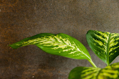 Close-up of green leaf on table