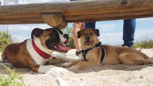 Dog resting on beach