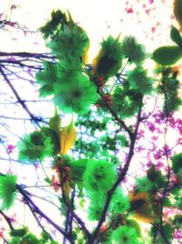 Low angle view of flowers on tree