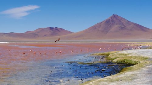 Bolivia - laguna colorada flying flamingo