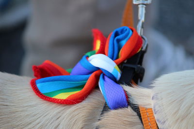 Close-up of multi colored pencils