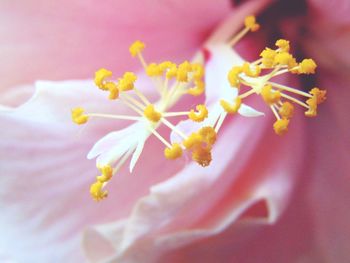 Close-up of flowers against blurred background