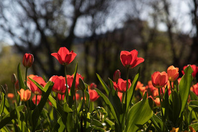 Close-up of red tulips in field