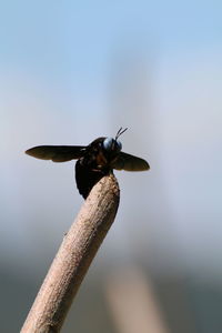 Close-up of insect on plant against sky