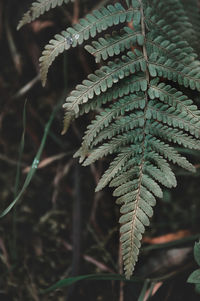 Close-up of fern leaves