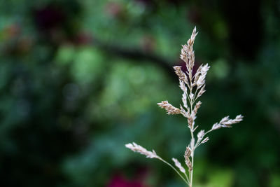 Close-up of plant against blurred background