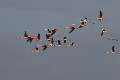 Flock of flamingo flying 