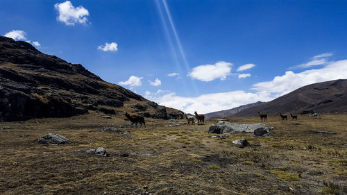 Scenic view of landscape against sky