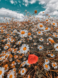 Close-up of poppy flowers on field