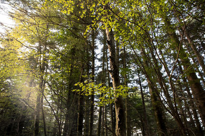 Low angle view of bamboo trees in forest