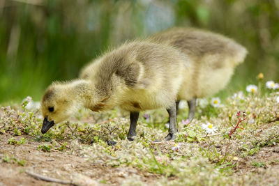 Side view of a bird on field