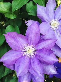 Close-up of flower