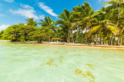 Scenic view of palm trees by sea against sky