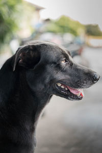 Close-up of dog