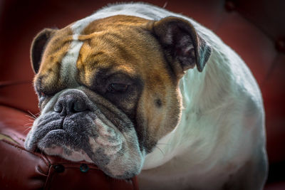 Close-up of a dog looking away at home