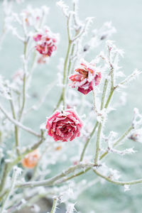 Close-up of pink flowers blooming outdoors