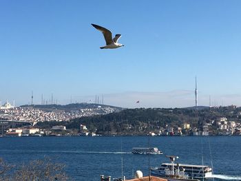 Seagull flying over sea against sky