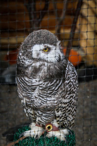 Close-up of owl perching in cage