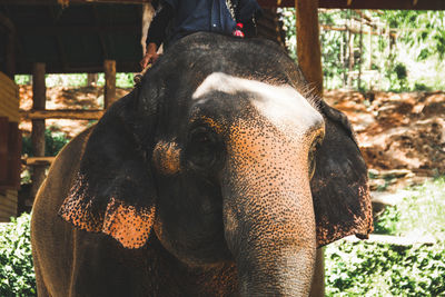 Close-up of elephant