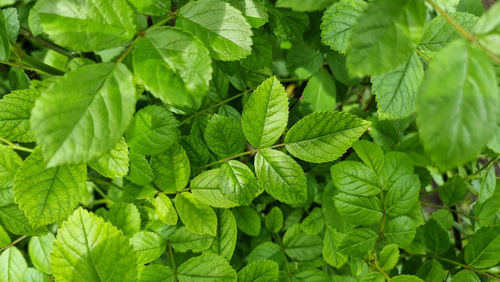 Green leaves of a rose bush close-up. summer theme.