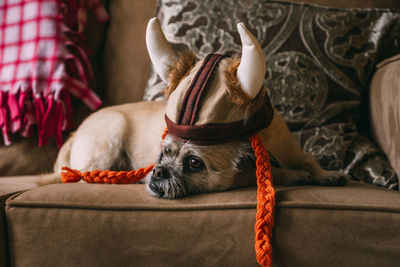 Close-up of dog relaxing on sofa at home