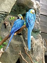 Bird perching on wood