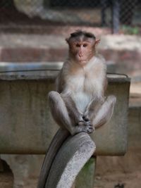 Monkey looking away while sitting on wall